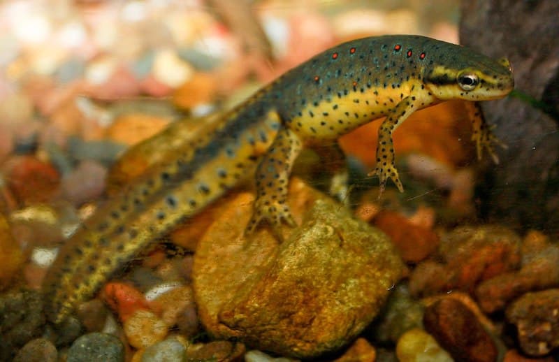 Adult aquatic red-spotted newt, Wikimedia Commons