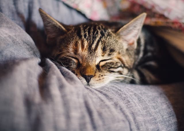 Essential oils can help you sleep like a cat! Image by ...♡... from Pixabay
