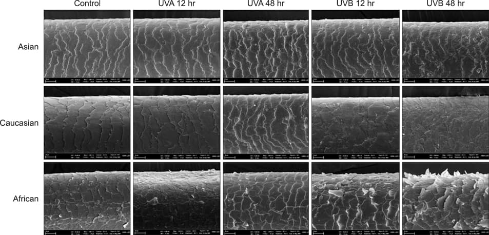 Hair cuticle after UV exposure