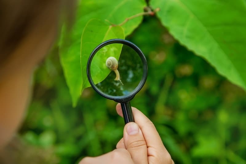 child looking at snail with magnifying glass for nature identification child looking at snail with magnifying glass for nature identification