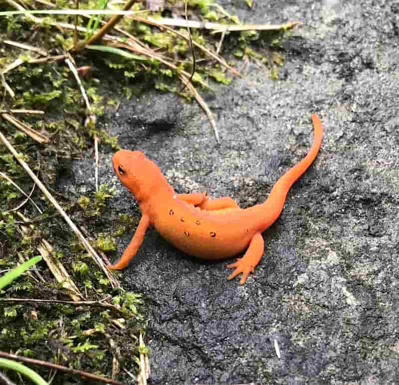 Juvenile red-spotted newt. Photo by Anne Altor