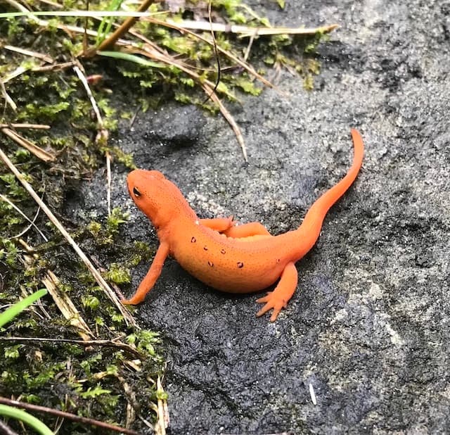 Red spotted Newt, photo by Anne Altor