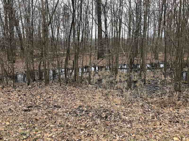 Vernal pools can be easy to miss, and sometimes look like big puddles. They are critical habitats for forest amphibians and other creatures. Photo by Linda Ruth, Creative Commons