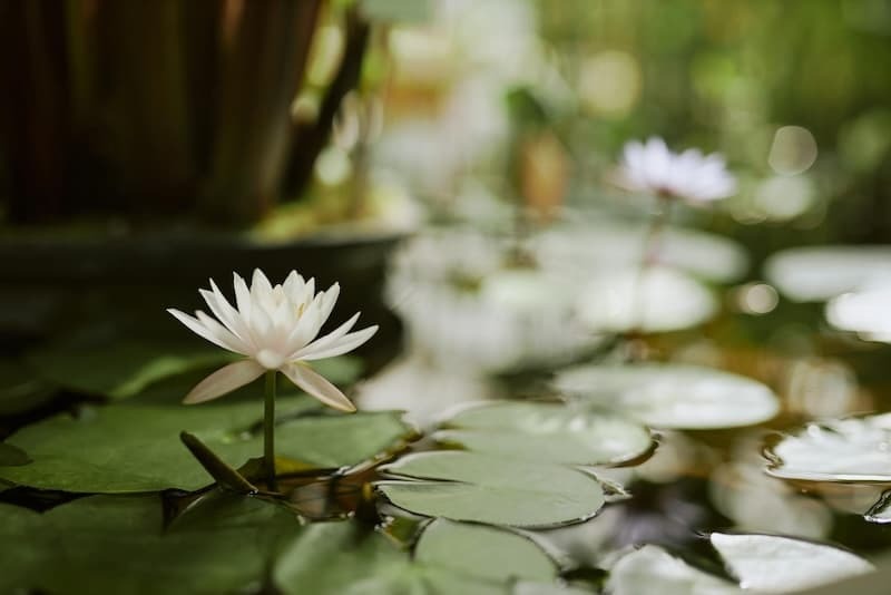 white lotus flower symbolizing peaceful state of meditation white lotus flower symbolizing peaceful state of meditation